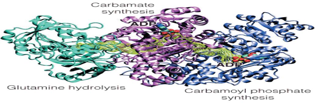 Channeling in carbamoyl phosphate synthetase