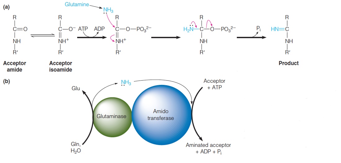 Proposed mechanism of glutamine-dependent amidotransferases