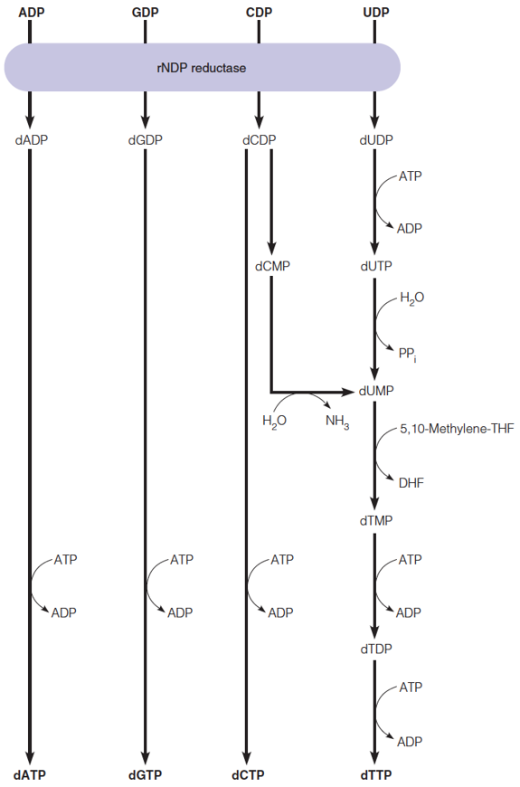 Overview of deoxyribonucleoside triphosphate (dNTP) biosynthesis