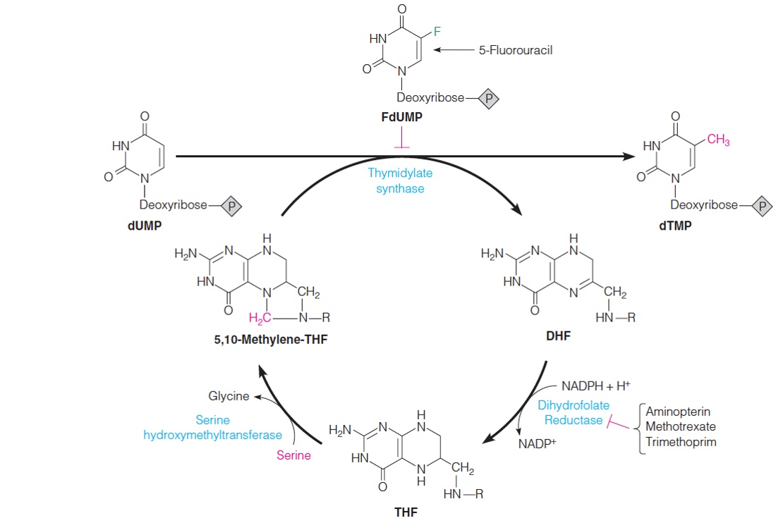 Relationship between thymidylate synthase and enzymes of tetrahydrofolate metabolism