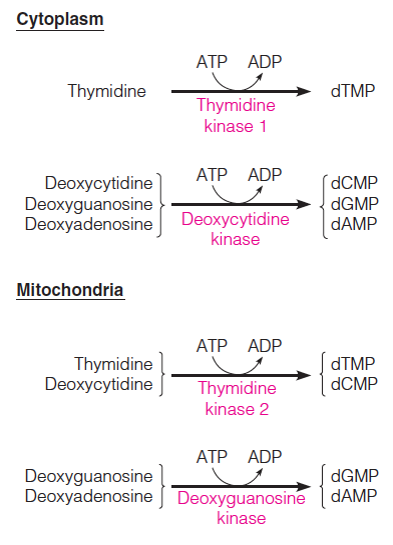 Deoxyribonucleoside kinases