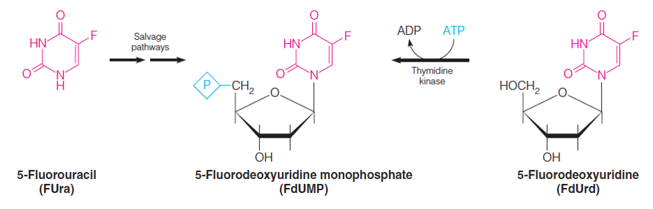 Inhibition of thymidylate synthase