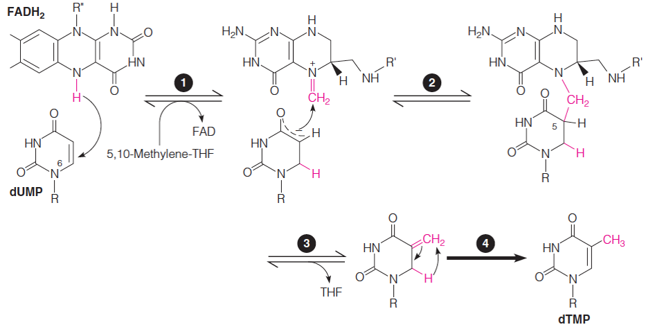 Proposed mechanism for the reaction catalyzed by flavin-dependent thymidylate synthase