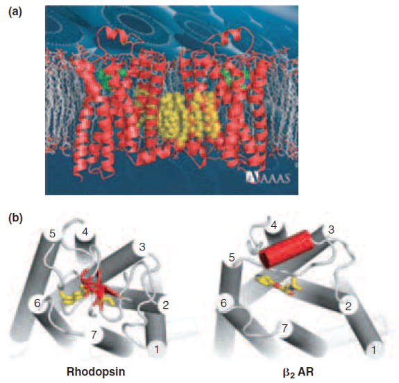 Structure of the human b2-adrenergic receptor