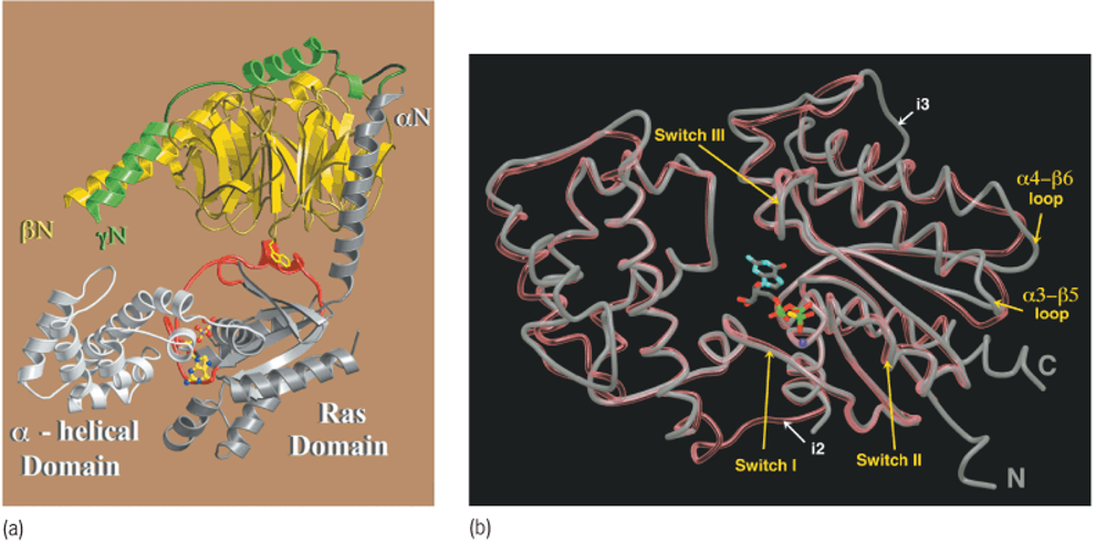 Structures of G proteins