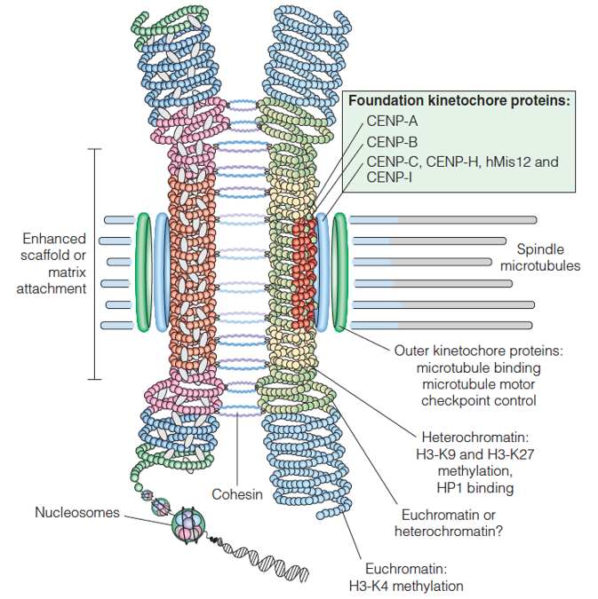 Structural organization of chromatin in the human centromere