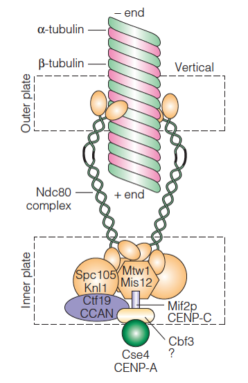 A model for kinetochore structure and organization