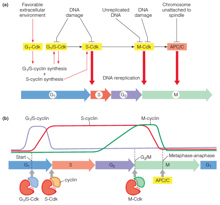 Control of the cell cycle by cyclin-dependent kinases, and the checkpoints at which they operate