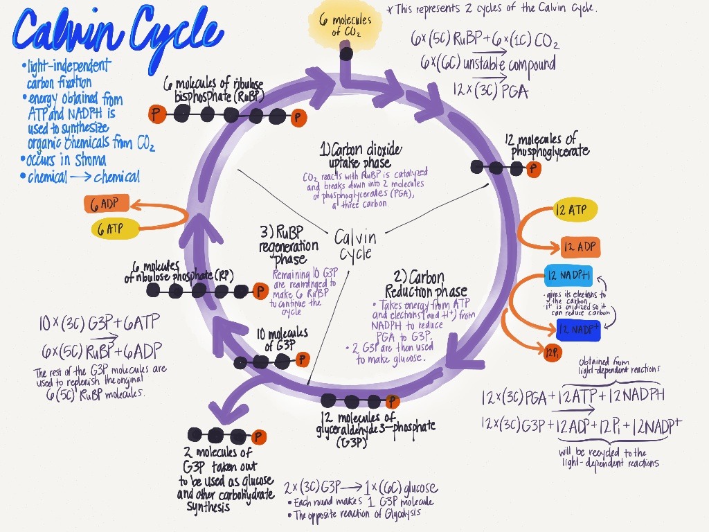 Calvin Cycle