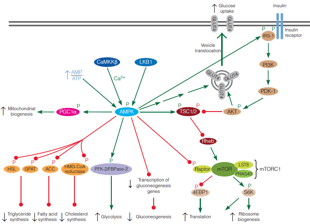 AMPK and mTOR signaling pathways