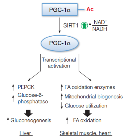 PGC-1 and SIRT1 control the reprogramming of fuel utilization pathways in response to fasting