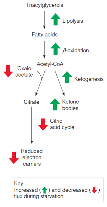 Metabolic adaptations promote alternative fuel use during starvation