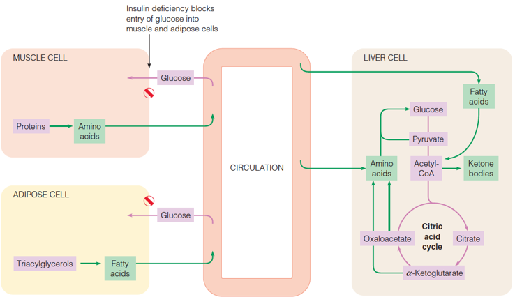 The metabolic abnormalities in diabetes