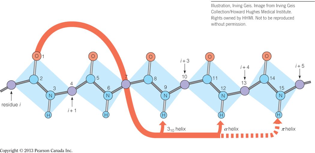 Hydrogen bonding patterns for the a- and 310 helices