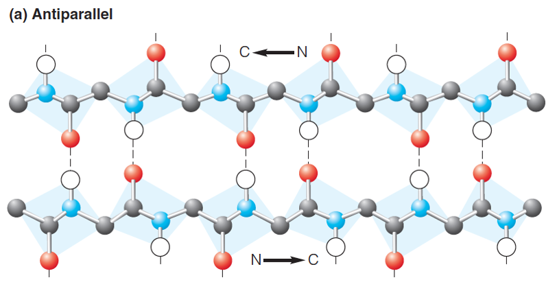 An antiparallel arrangement of strands forming b-sheets