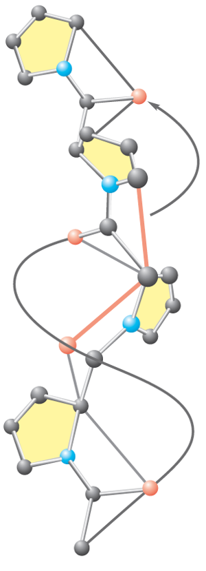 The polypeptide II helix