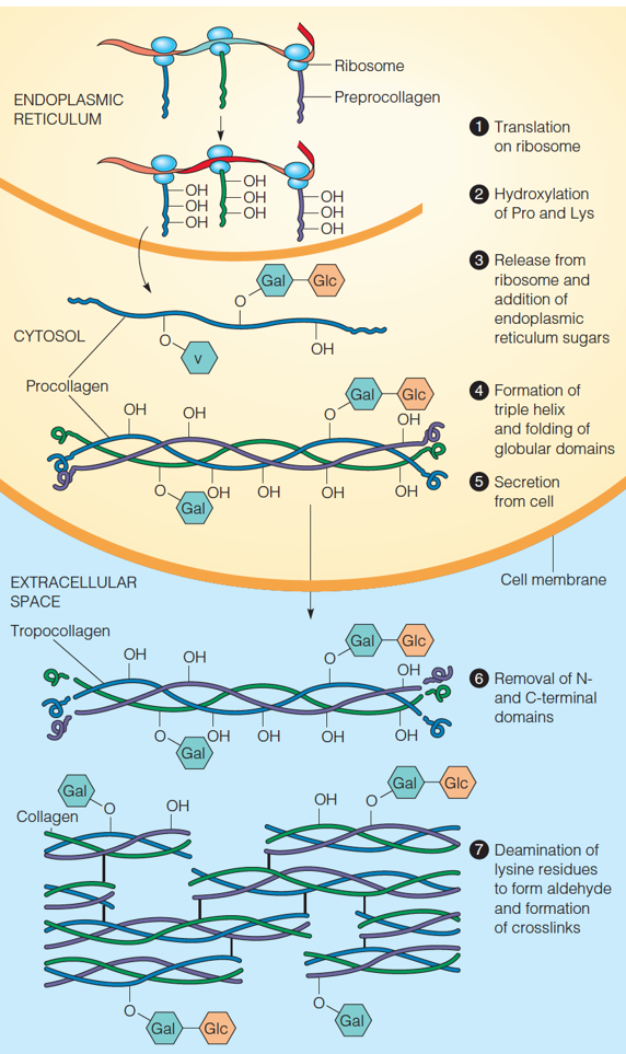 Biosynthesis and assembly of collagen