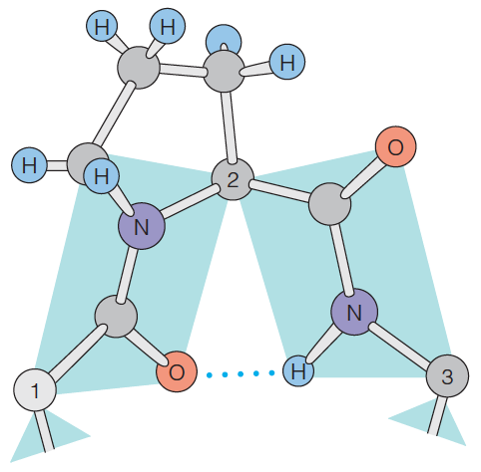 A y-turn of Protein