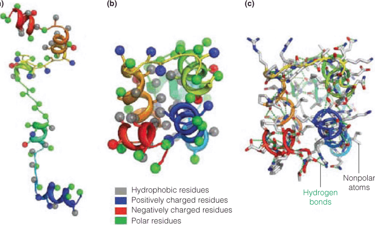 Schematic of de novo structure prediction using Rosetta