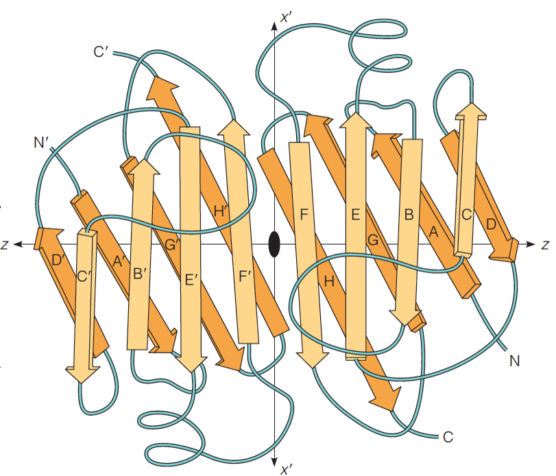 The prealbumin dimer