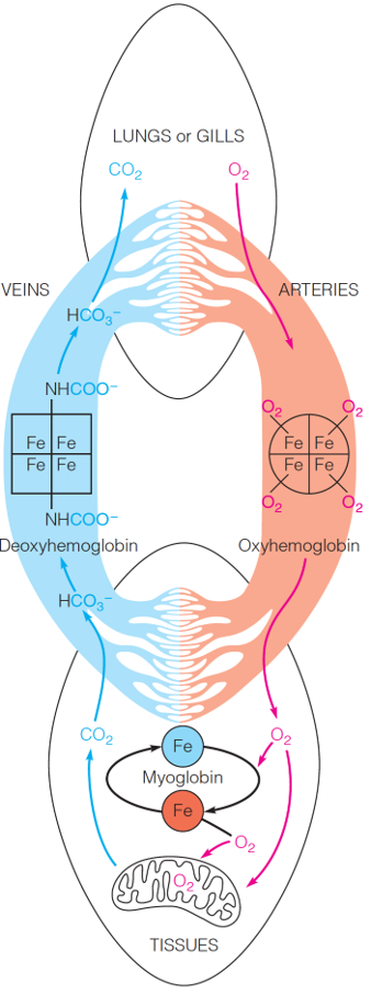 Oxygen Transport: The Roles of Hemoglobin and Myoglobin