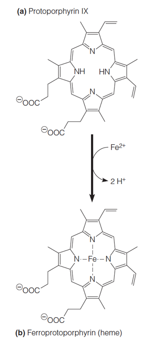 The structures of protoporphyrin IX and heme