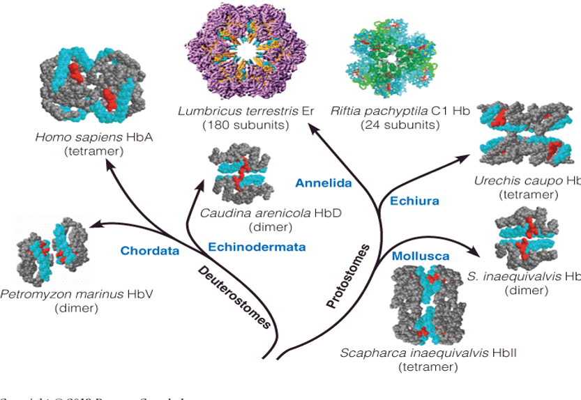 Diversity in hemoglobin structures