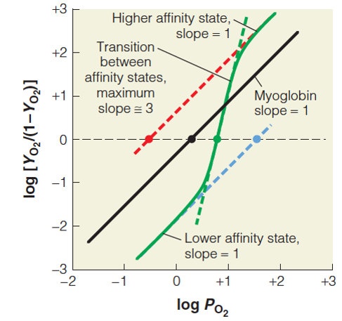 Hill plots of oxygen binding for myoglobin and hemoglobin under physiological conditions