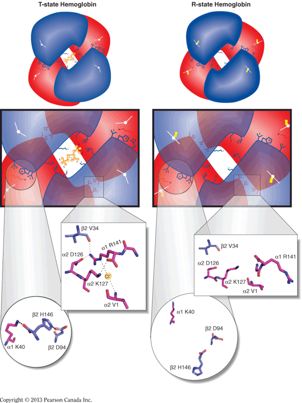 Oxygen Transport: Hemoglobin