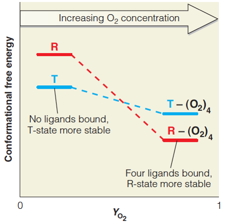 A simplified view of ligand binding and conformation energies in hemoglobin