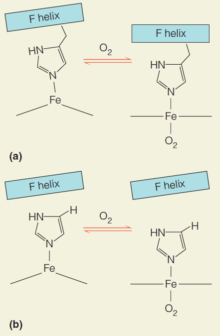 Allosteric Effectors of Hemoglobin