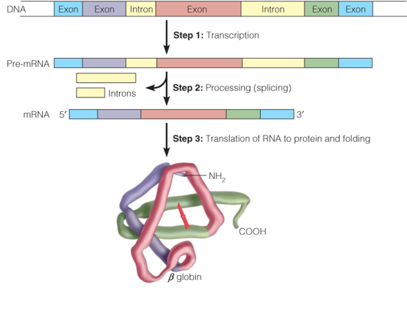 Sickle-cell hemoglobin