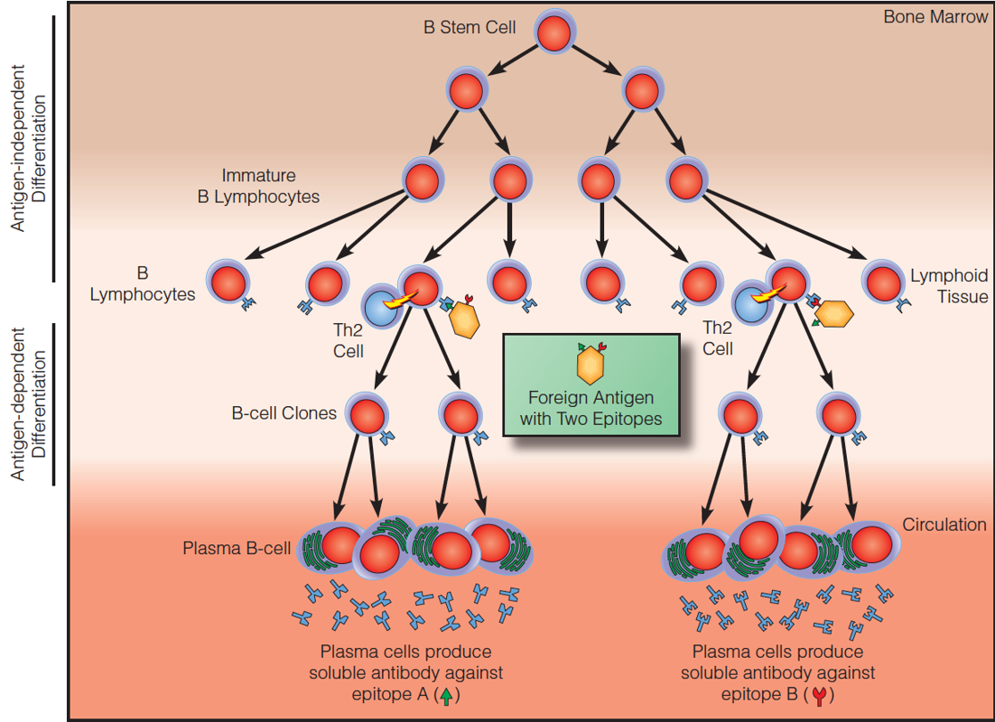 The clonal selection theory of the adaptive immune response