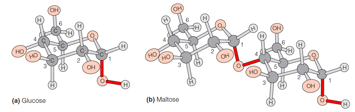 Representative carbohydrates: Glucose and Maltose