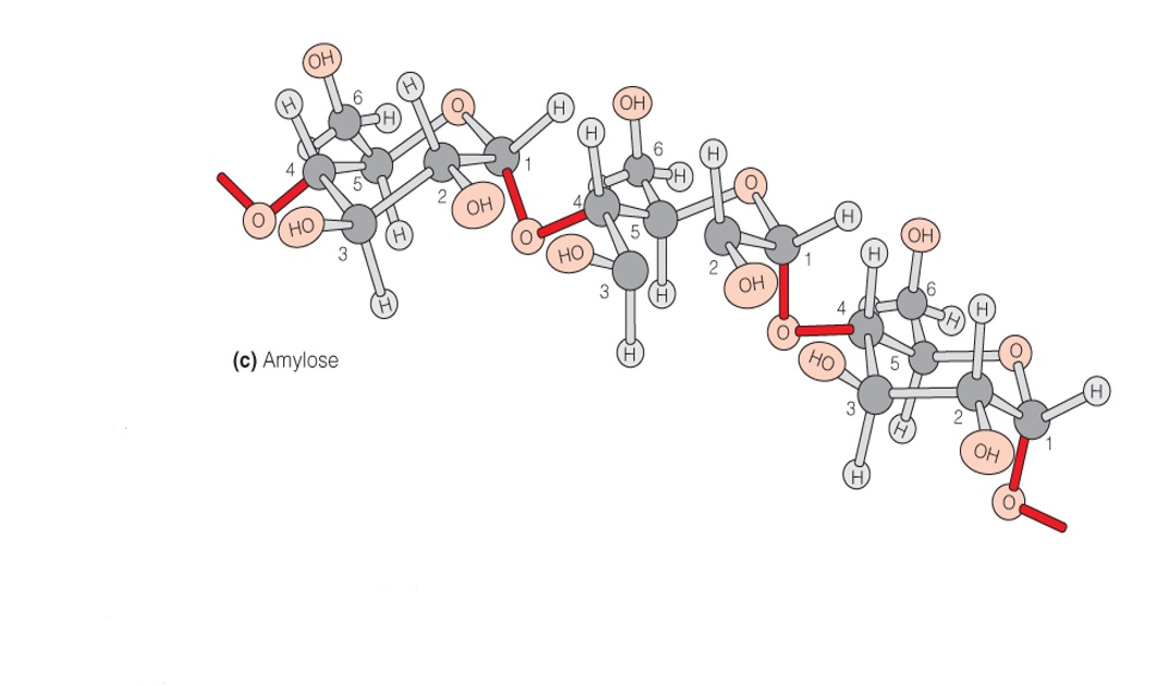 Representative carbohydrates: amylose