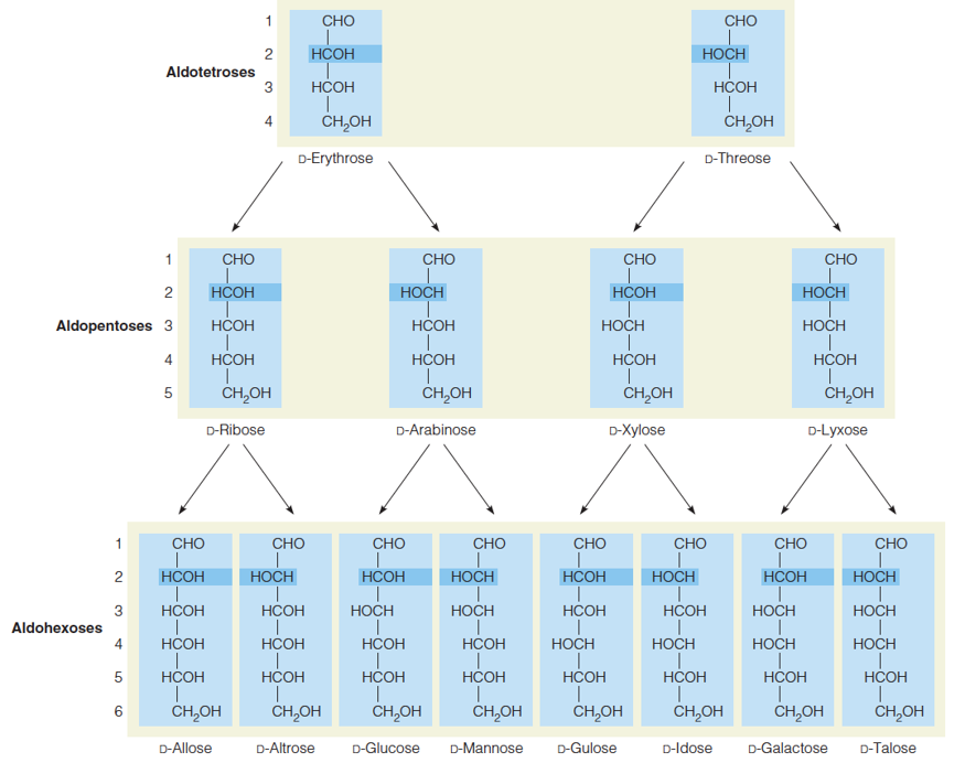 Stereochemical relationships of the D-aldoses