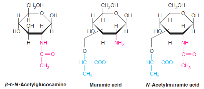 Amino sugars are found in many polysaccharides