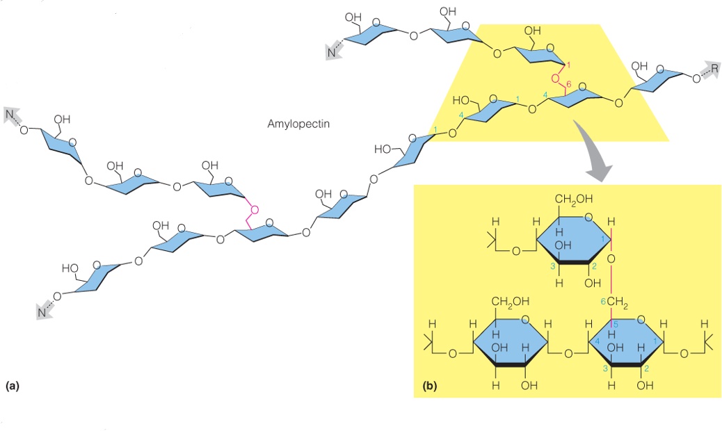 Amylopectin, a branched glucan