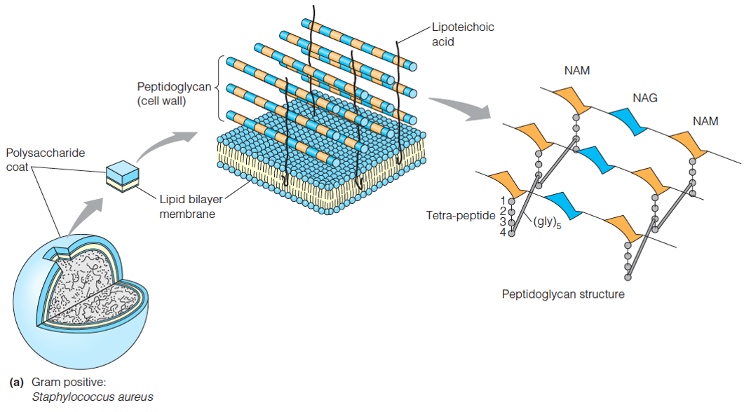 The cell wall of a Gram-positive bacterium, S. aureus