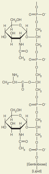 The structure of a lipotechoic acid