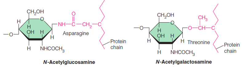 Oligosaccharides and proteins can be linked to form glycoproteins in two ways