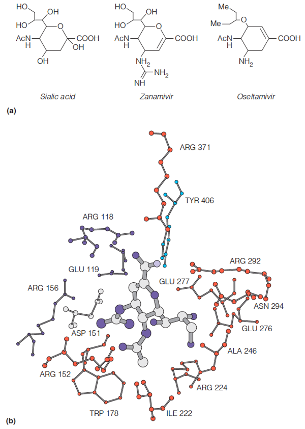 Rational design of neuraminidase inhibitors