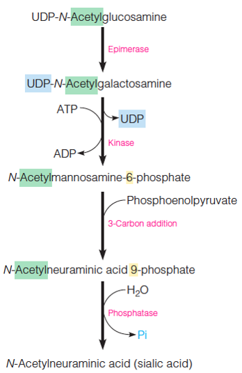 Biosynthesis of N-acetylneuraminic acid (sialic acid) from UDP-N-acetylglucosamine