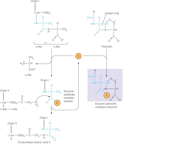 The cross-linking reaction in peptidoglycan synthesis (left) and inhibition of the transpeptidase