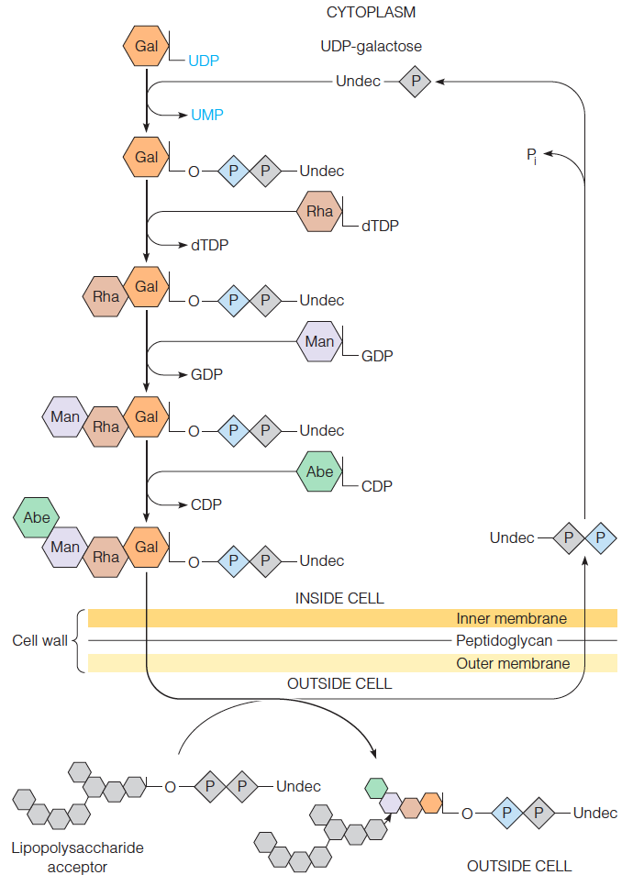 Biosynthesis of the repeating oligosaccharide unit of the O antigen of Salmonella typhimurium