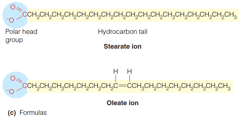 Structures of the ionized forms of some representative fatty acids (part 1)