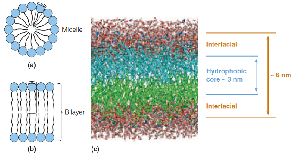 Phospholipids and membrane structure