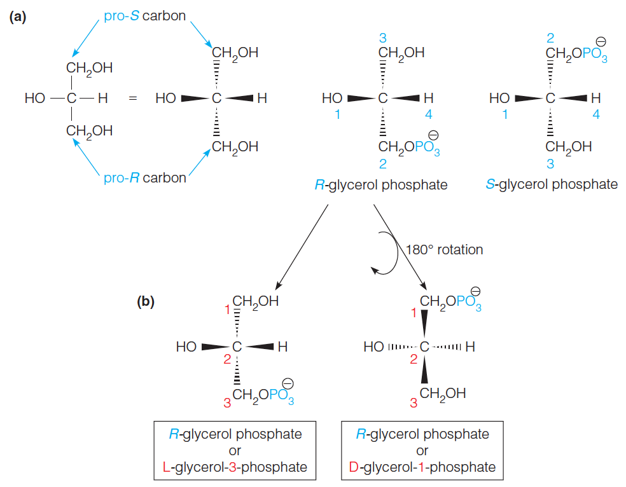 Stereochemistry of glycerophospholipids