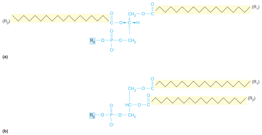 Glycerophospholipid structure