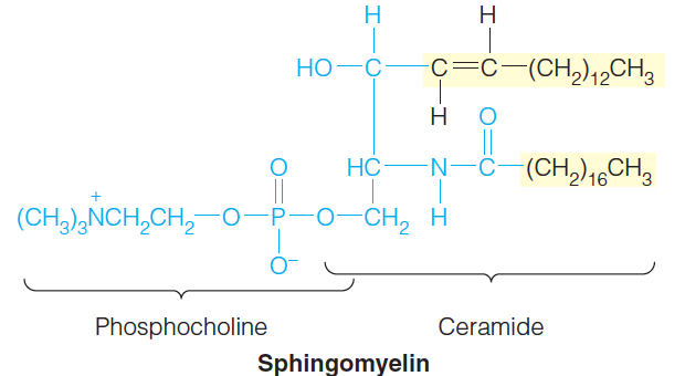 Sphingomyelin